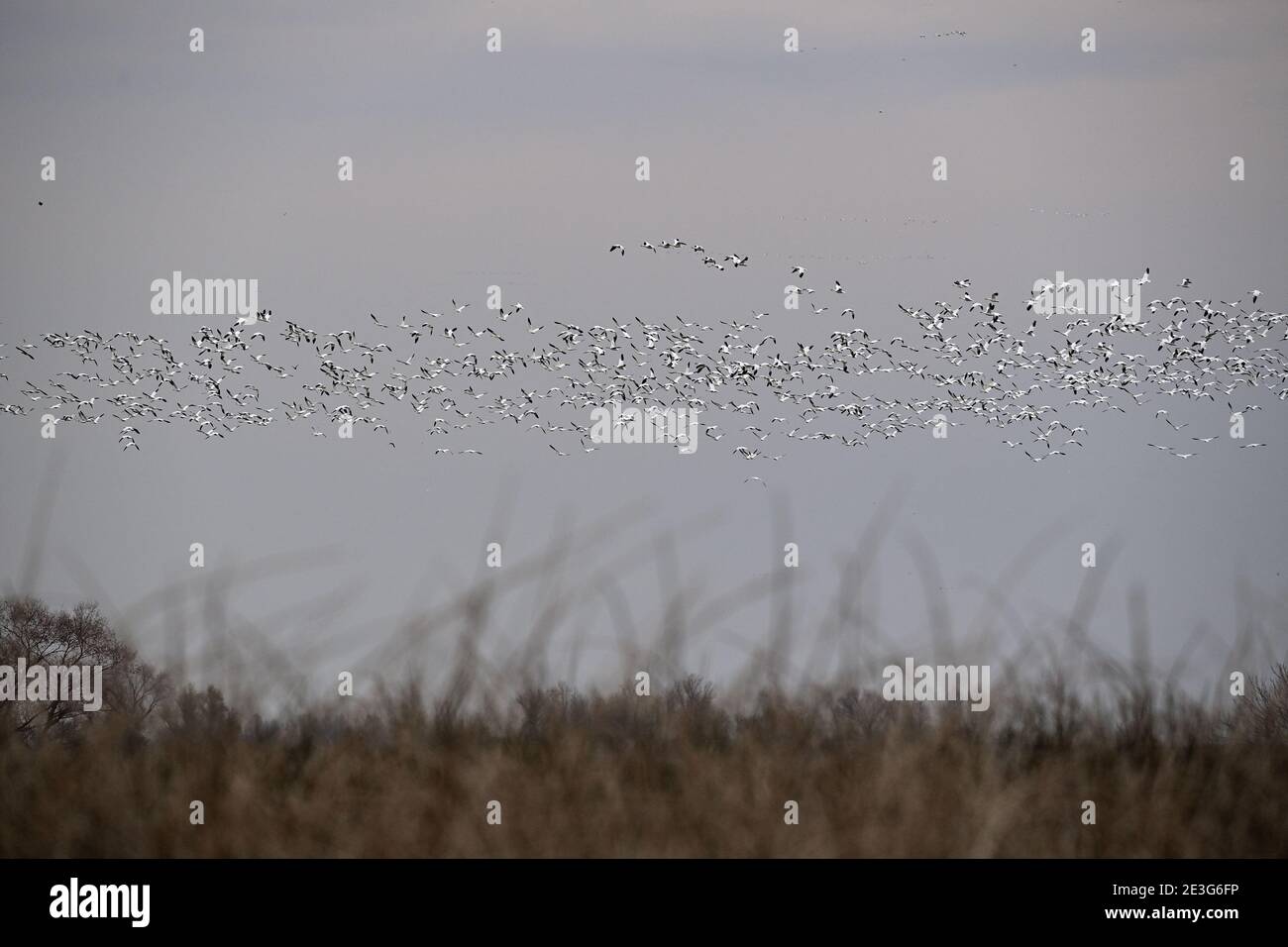 A Plump of Snow Geese - Sacramento NWR Stock Photo