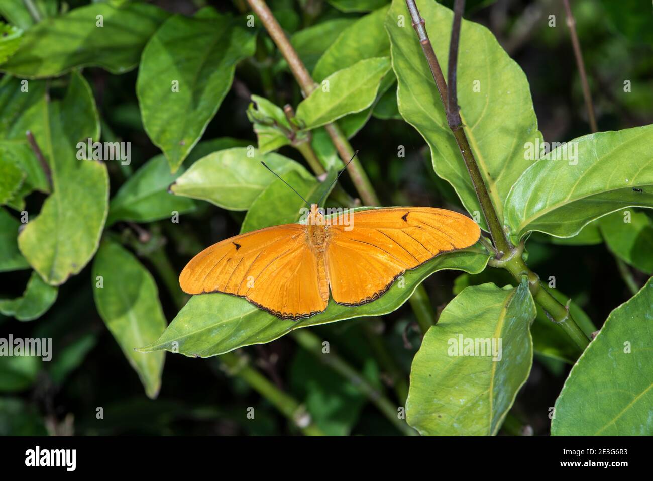 Naples, Florida. Naples Botanical Garden. Julia Heliconian butterfly