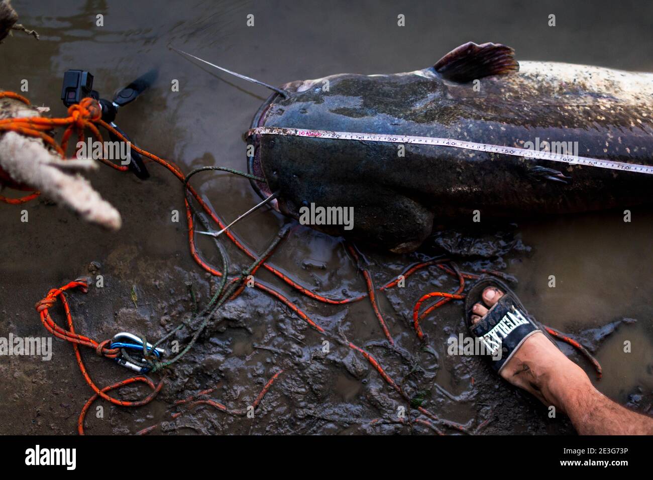 Wels catfish italy hires stock photography and images Alamy