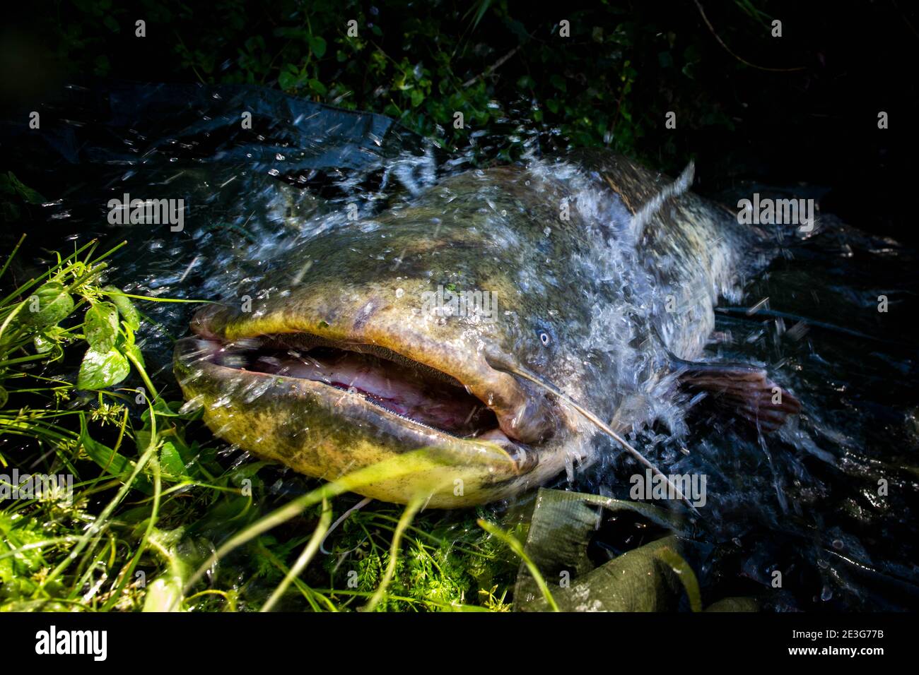 Rome, Italy. 4th Sep, 2020. A large catfish in the Tiber at the