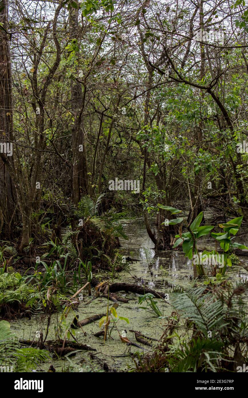 Naples, Florida. Corkscrew Swamp Sanctuary. Bald cypress, Taxodium