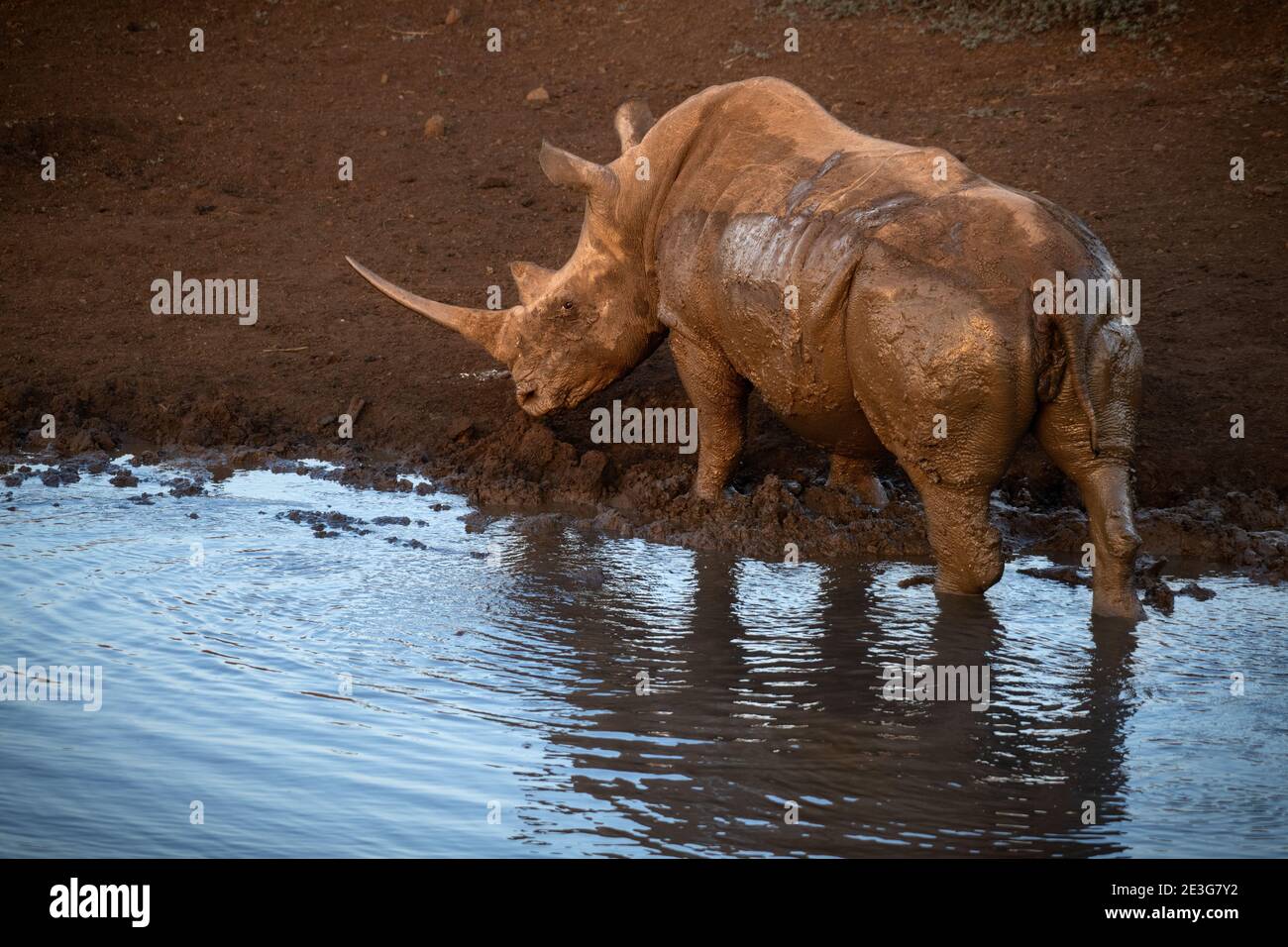 Wild White Rhino in South Africa. Stock Photo