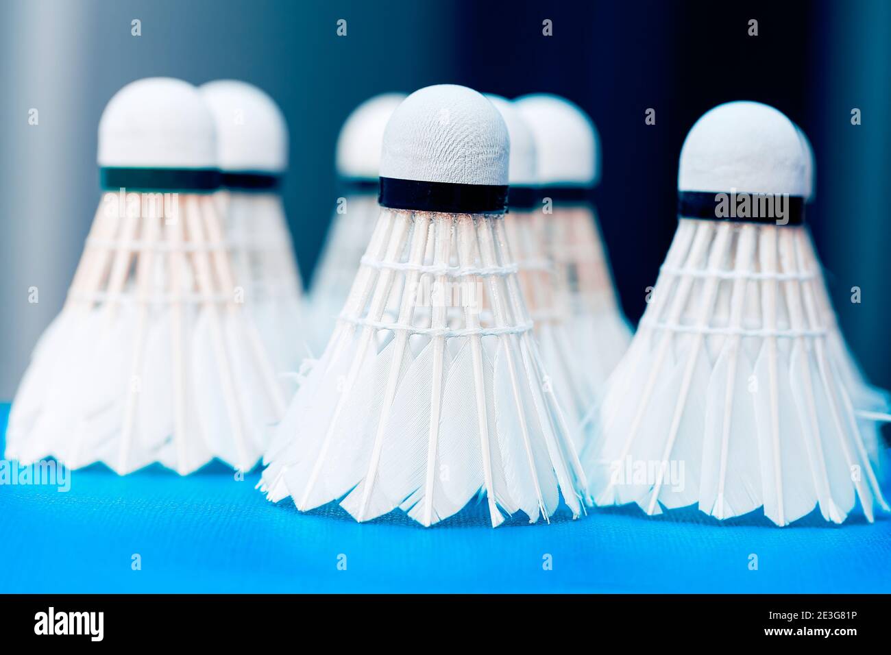 White Feather Badminton Shuttlecocks , good for High Speed Training Stock Photo