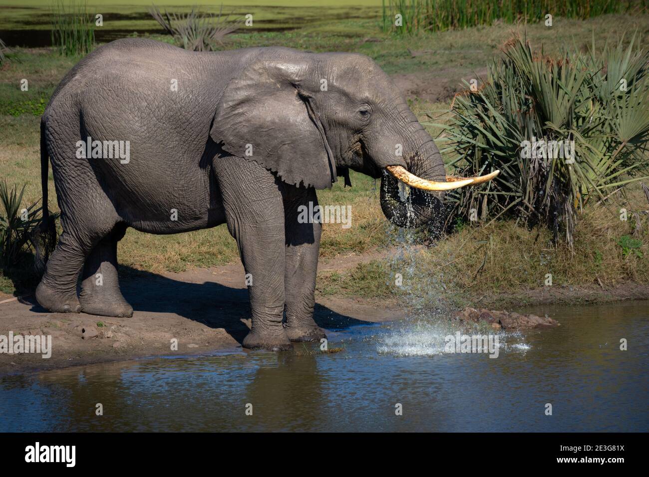 Wild African Elephant Stock Photo
