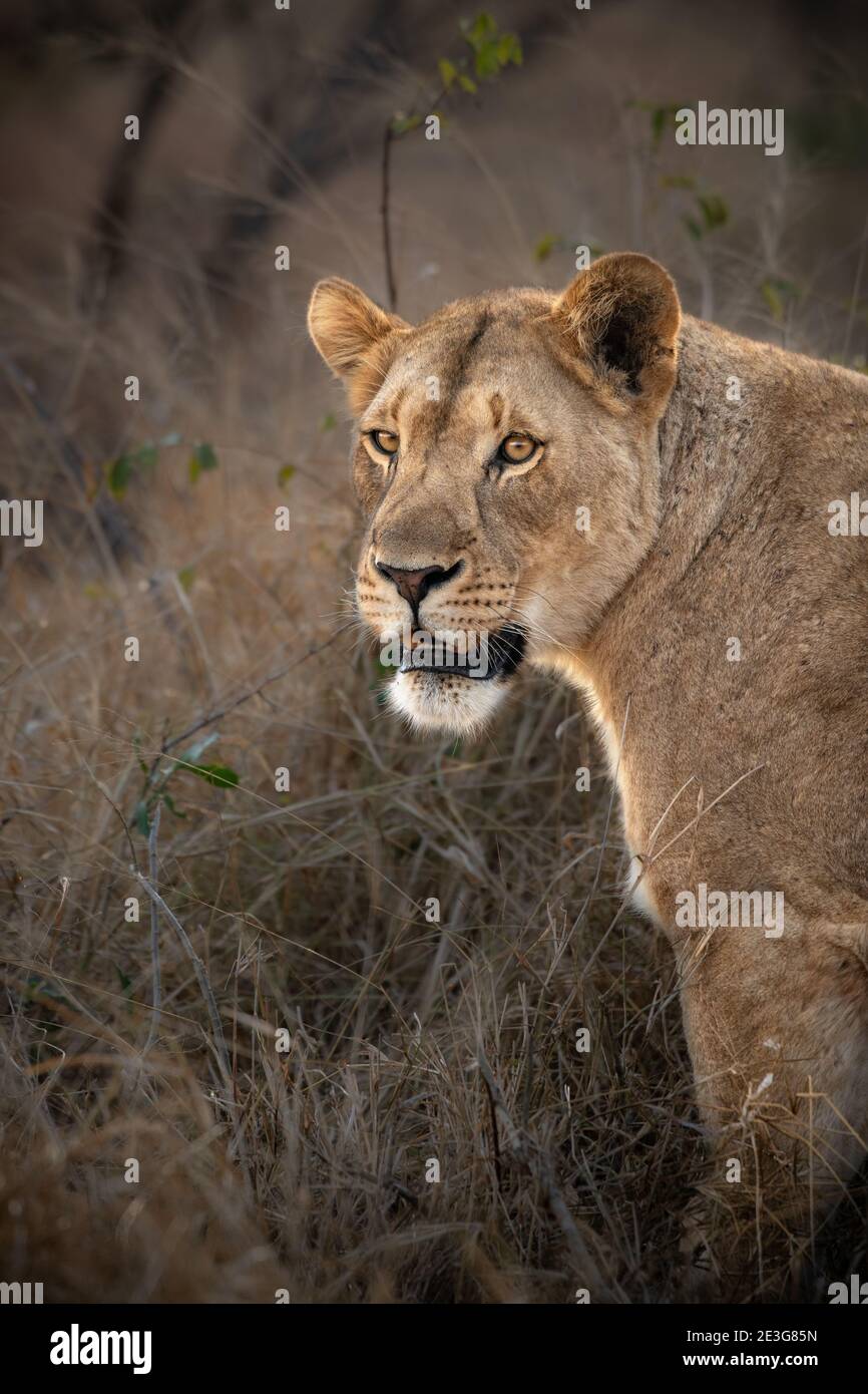 Lioness in South Africa in the Mun-ya-Wana Conservency Stock Photo
