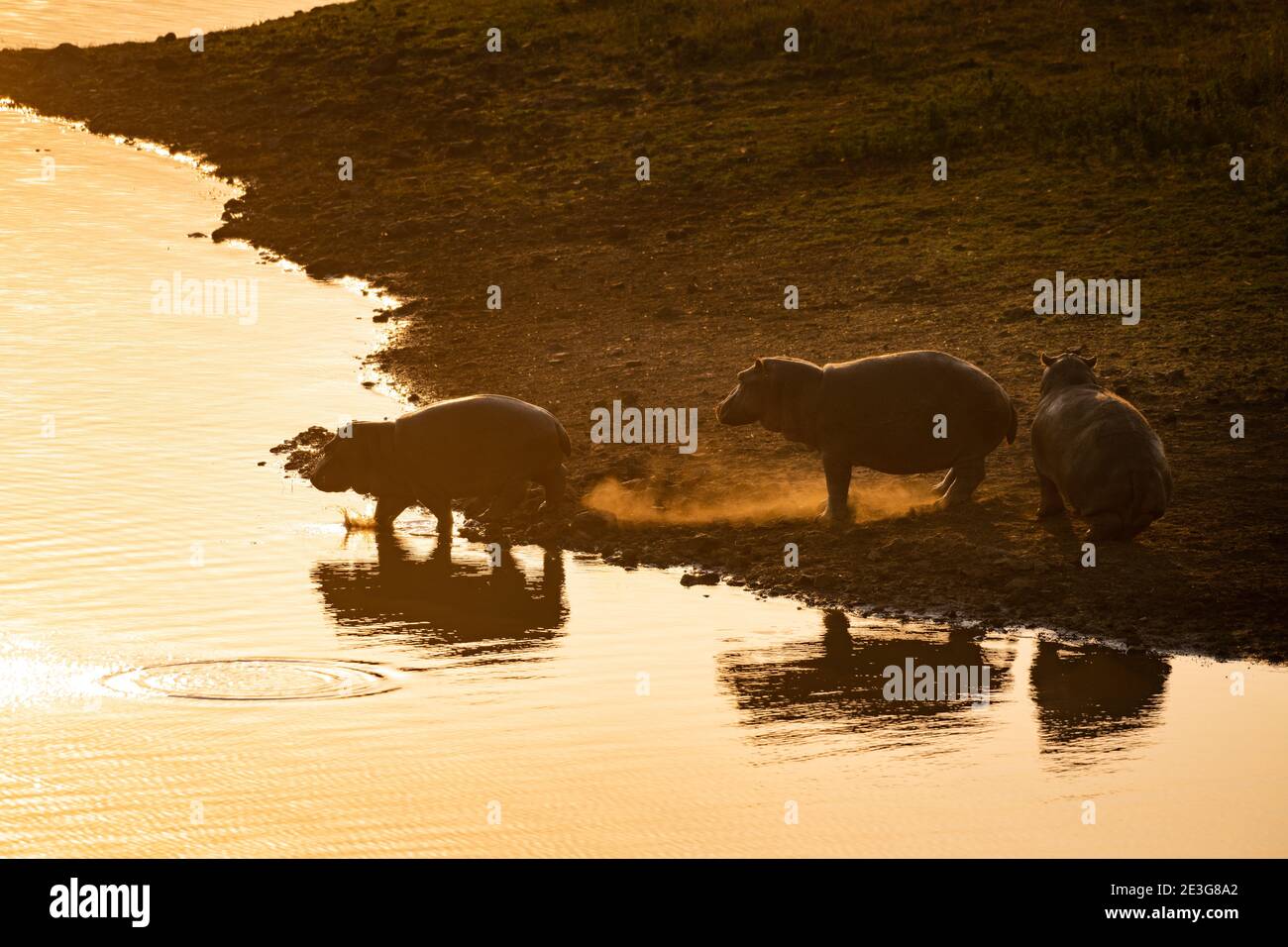 Wild Hippos in Africa. Stock Photo