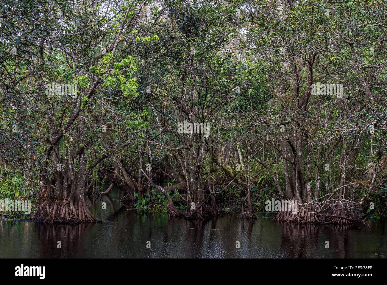 Naples, Florida. Corkscrew Swamp Sanctuary. Bald cypress, Taxodium