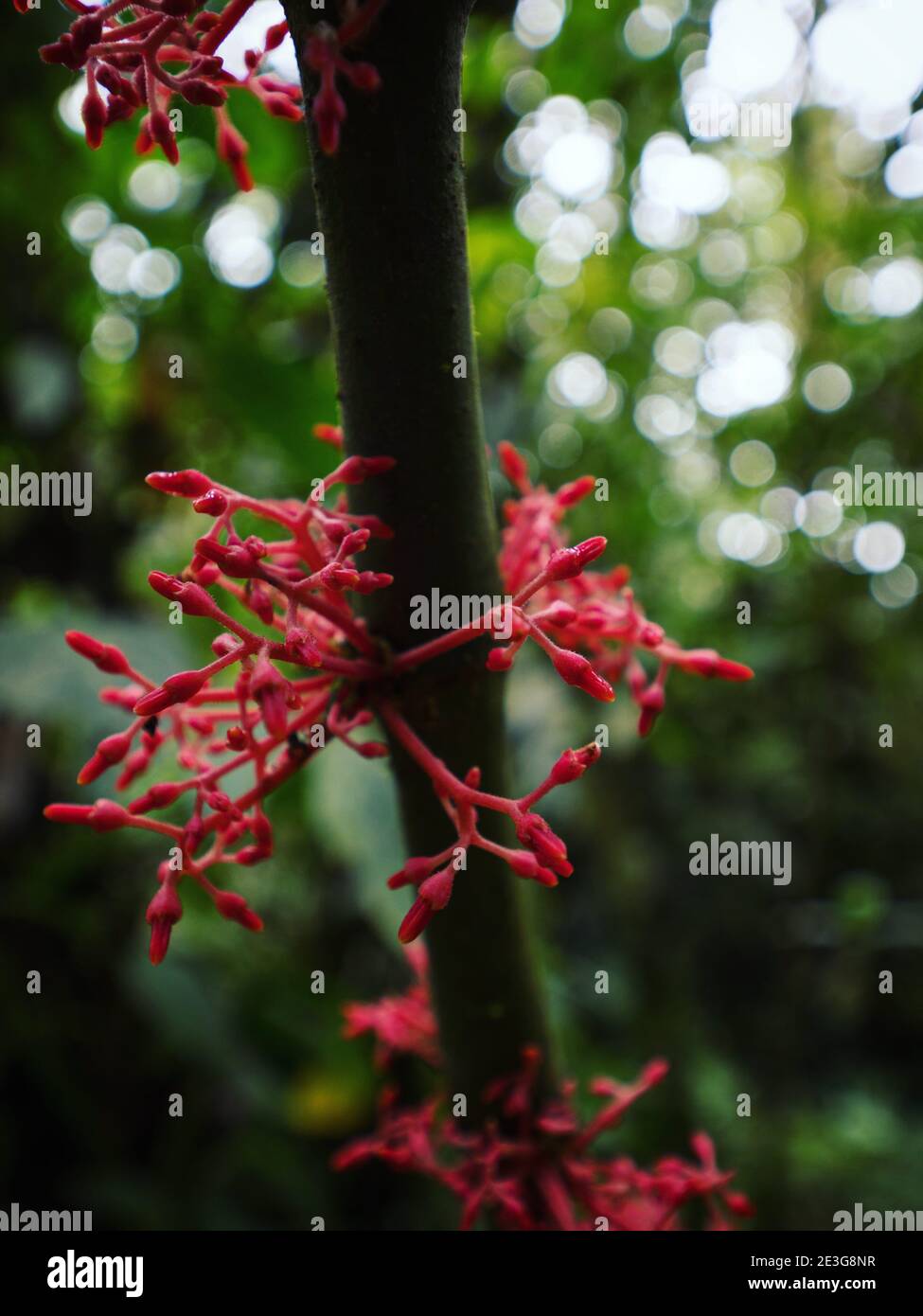 Closeup view of red flower Palicourea medinilla jatropha lush green tropical rainforest plants leaf jungle cloud forest leaves in Mindo Ecuador South Stock Photo