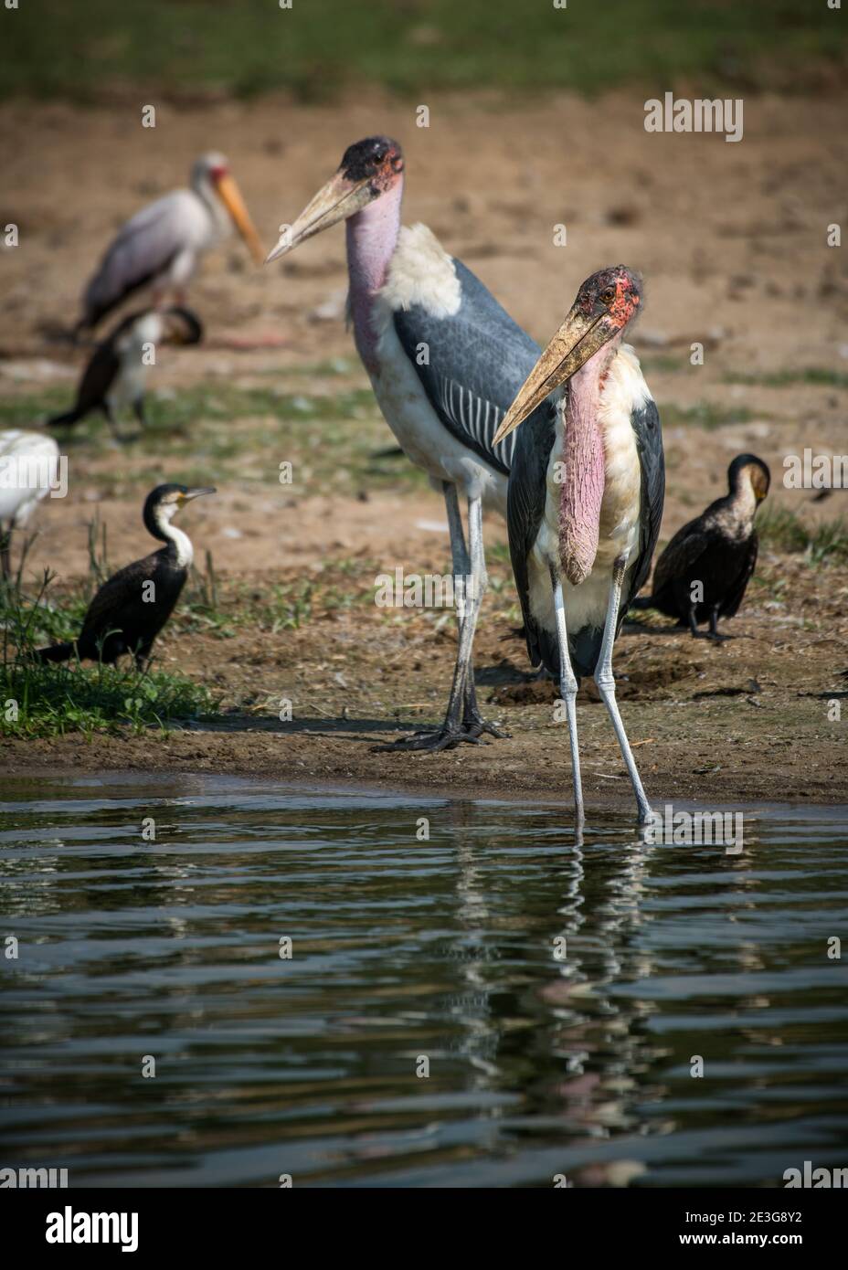 Marabou Storks and other shorebirds in Africa Stock Photo
