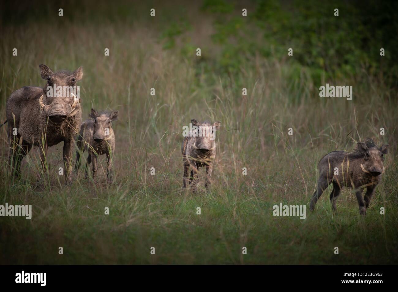 Wild Warthogs in Africa. Stock Photo