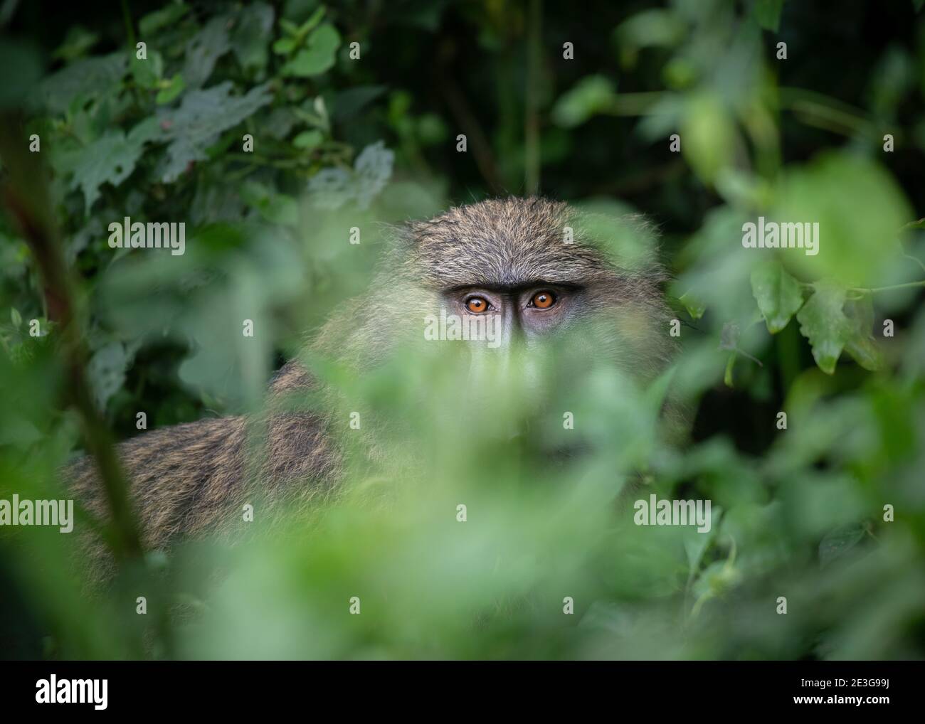Wild Adult Male Olive Baboon in Africa. Stock Photo