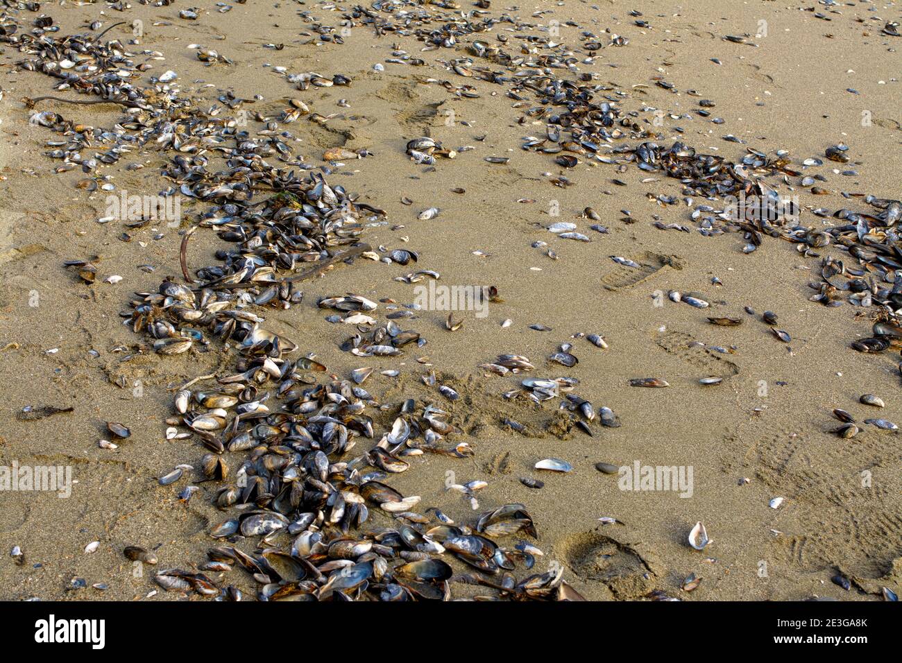 Washed up mussel shells on sandy beach Stock Photo