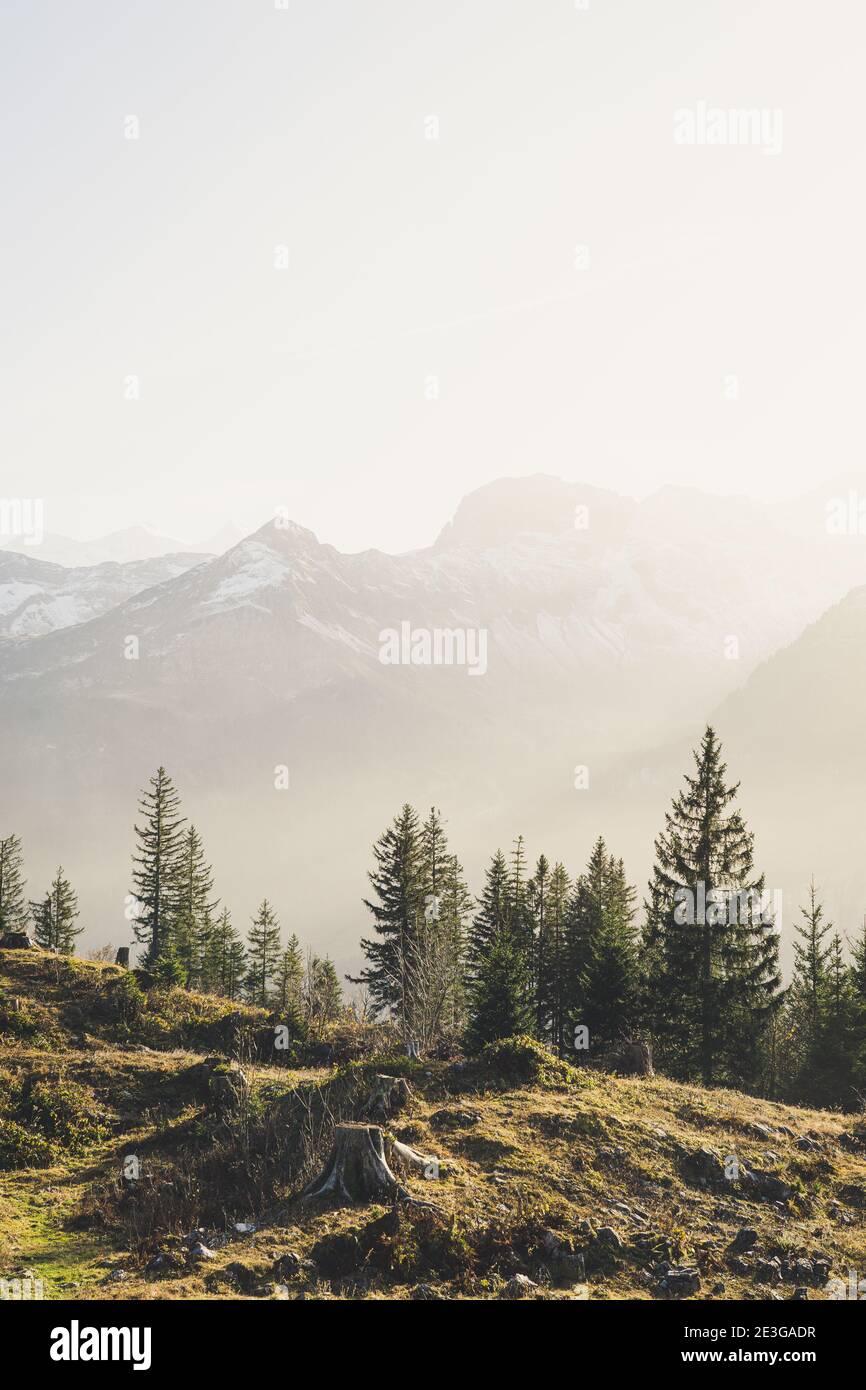 Vertical shot of the pines in the mountain with a foggy mountain ...