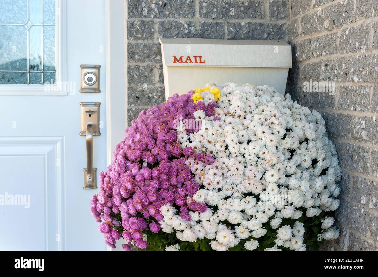 Winter mums under mailbox Stock Photo