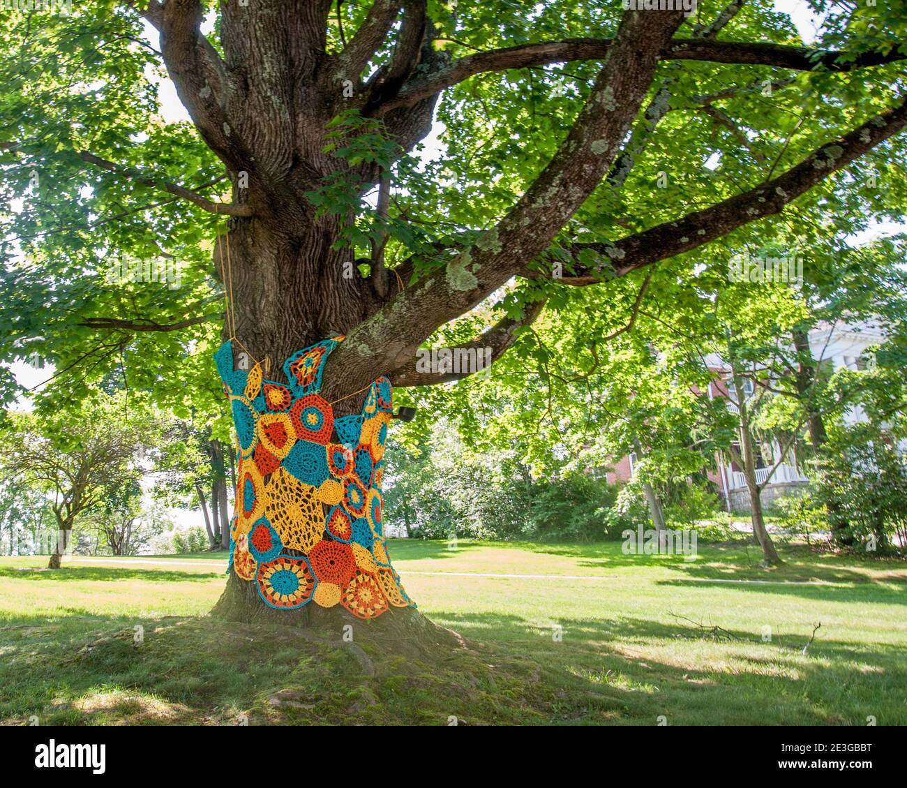 Virginia Oak Trees High Resolution Stock Photography and Images Alamy