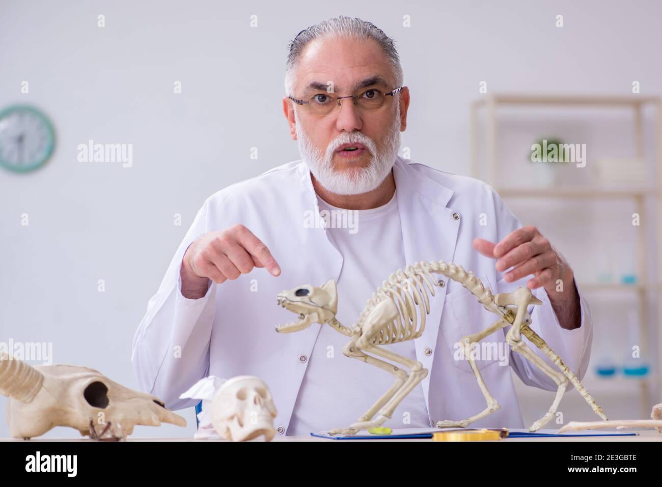 Old paleontologist examining ancient animals at lab Stock Photo Alamy