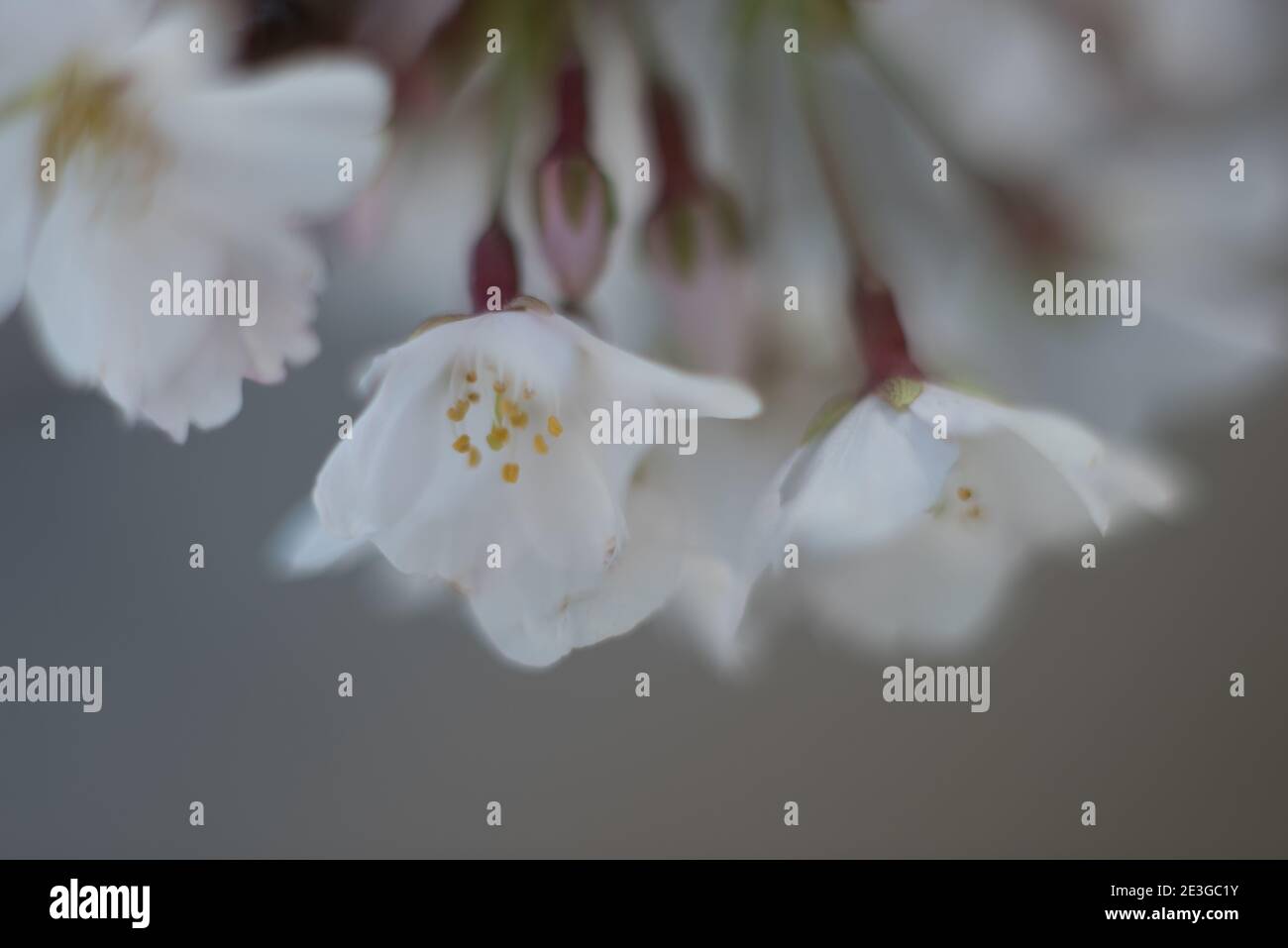 Cherry Blossom Festival in the sprintime in Washington, DC Stock Photo