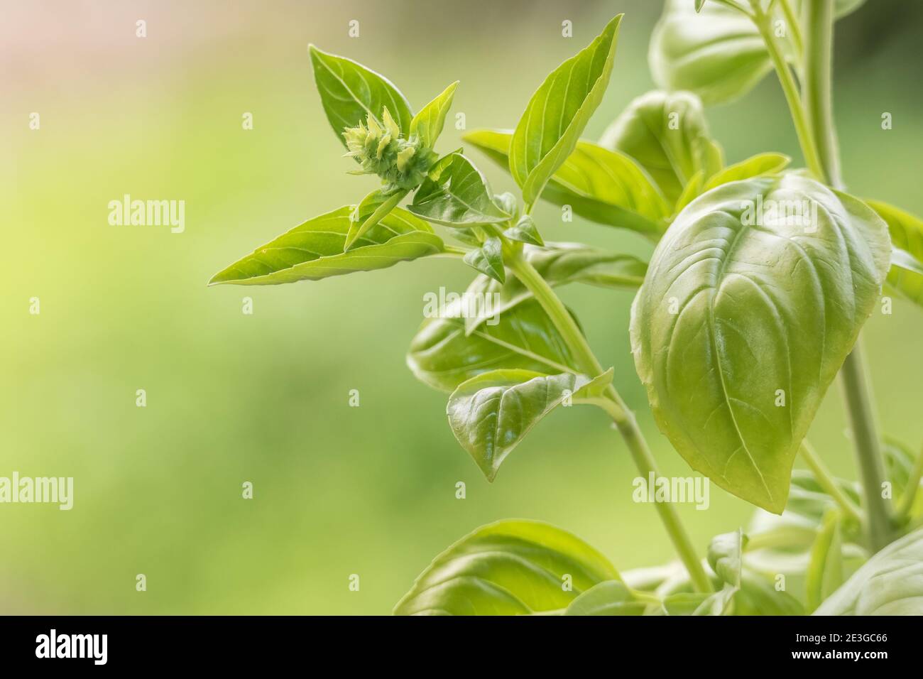 basil plant bud detail at the beginning of flowering in daylight Stock
