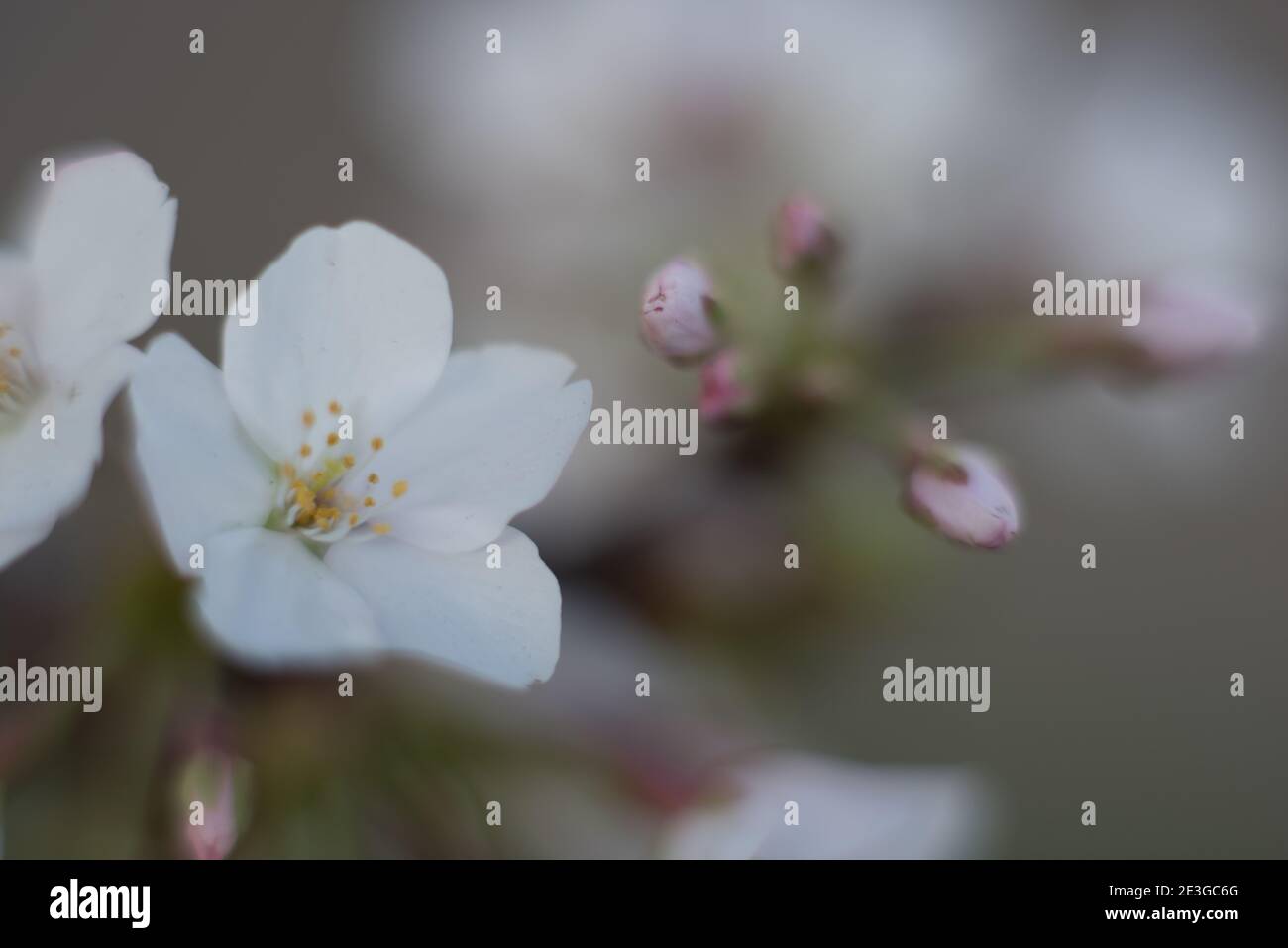 Cherry Blossom Festival in the sprintime in Washington, DC Stock Photo