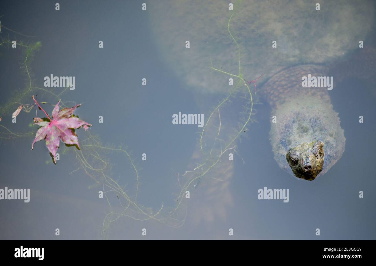Snapping turtle floating underwater with pink flower Stock Photo