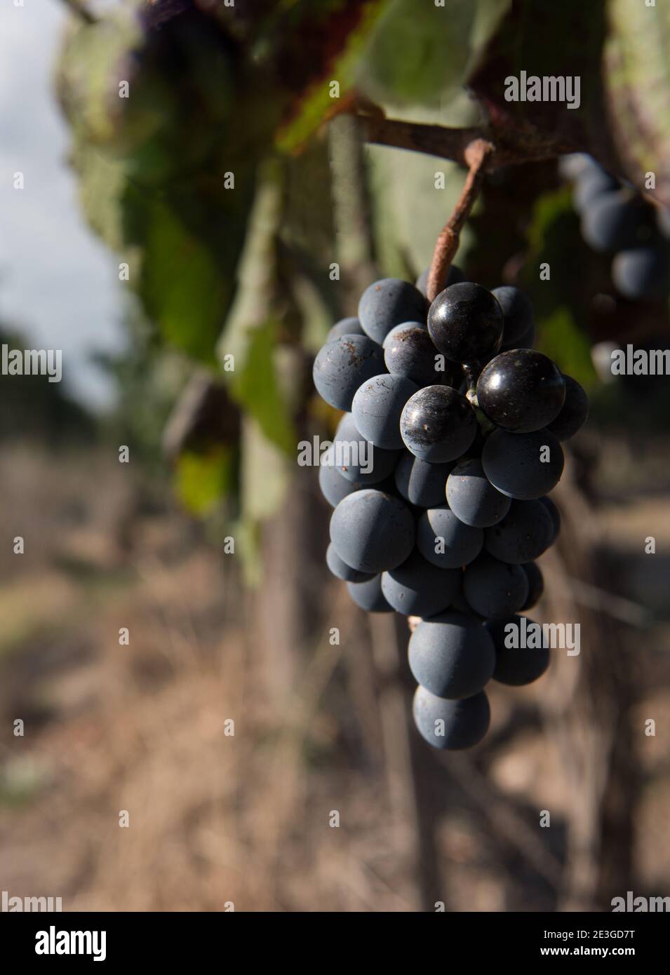 Beautiful bunch of red grapes hanging from the plant in Mendoza Argentina Stock Photo