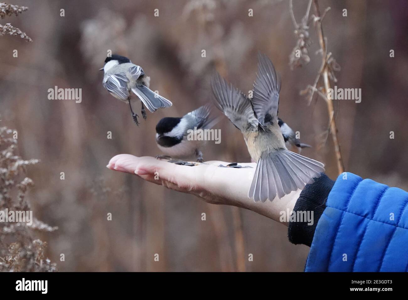 Chickadees hand fed in the woods Stock Photo
