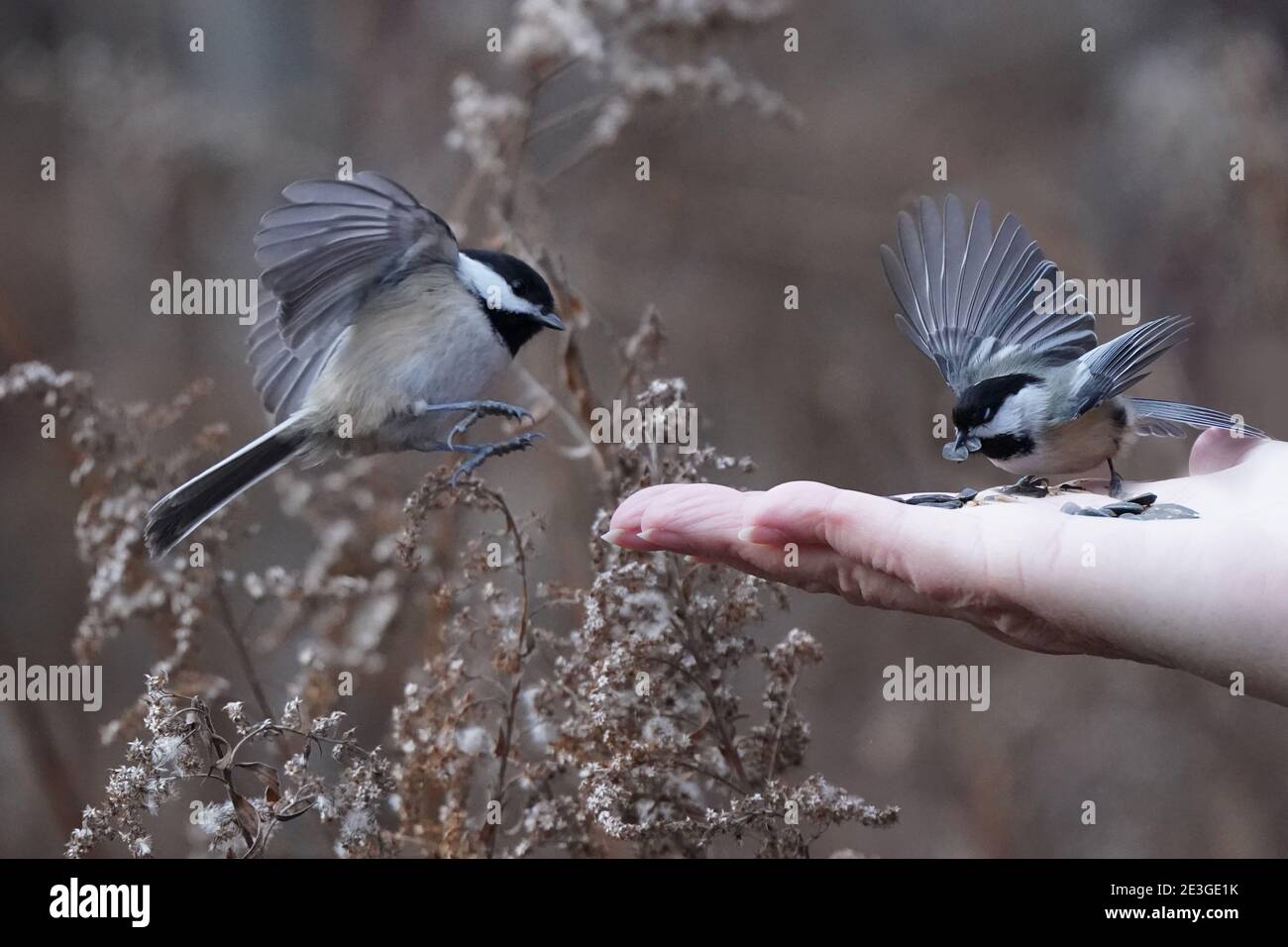 Chickadees hand fed in the woods Stock Photo