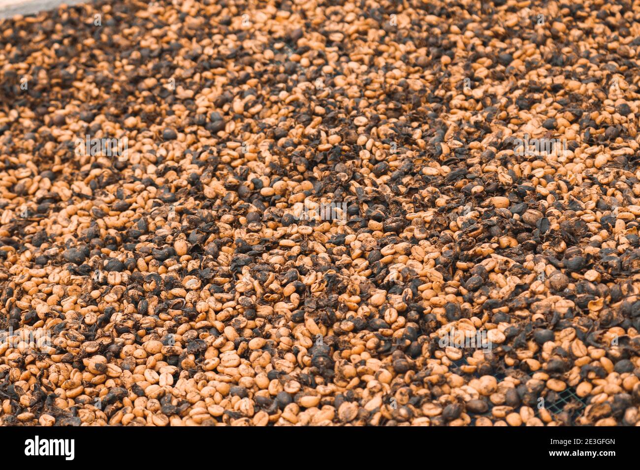 Yellow and dark coffee beans dried processing for texture background. Stock Photo