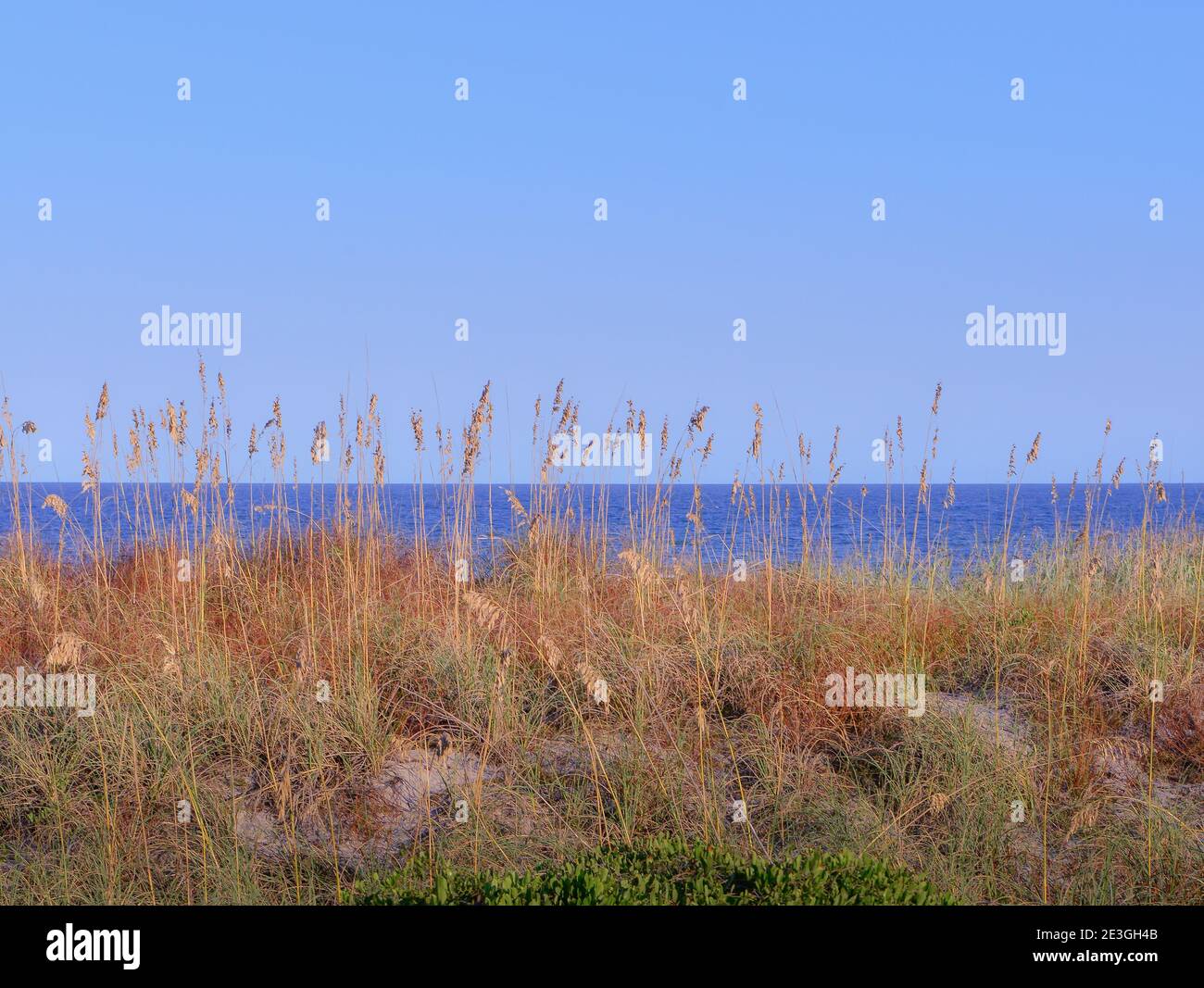 A calming view through the sea grasses on the dunes looking out to the Atlantic Ocean from Fernandina Beach, on Amelia Island, FL, USA Stock Photo