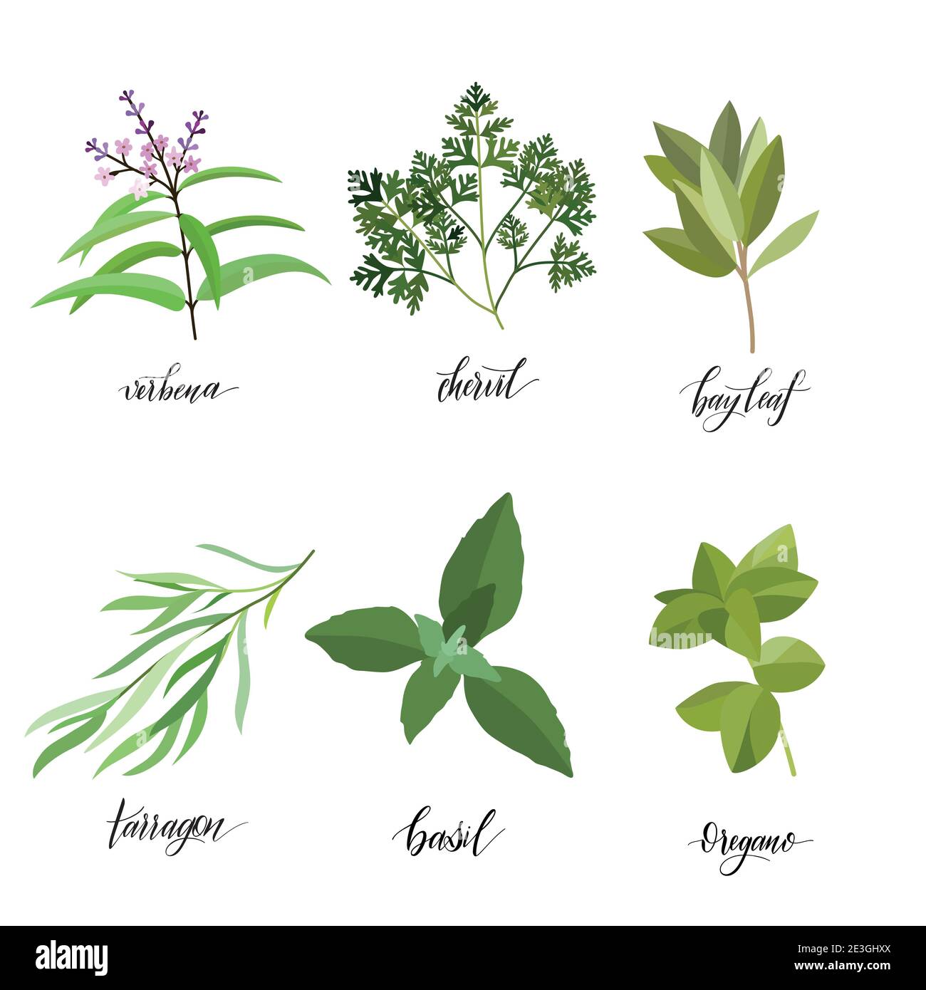 Popular Culinary Herbs and spices big set. Isolated objects. Vector flat illustration. For health care, store, cosmetics, health care, food design Stock Vector