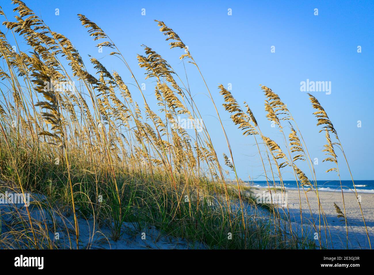 A serene view of sea grass covering the dunes in foreground with a distant Atlantic Ocean on Fernandina Beach, on Amelia Island, FL Stock Photo