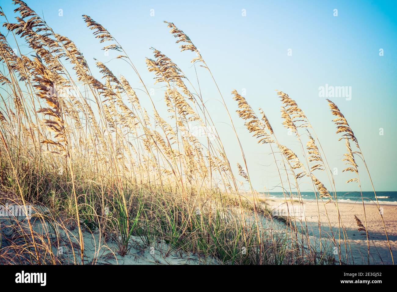 A pale, serene view of sea grass covering the dunes in foreground with a distant Atlantic Ocean on Fernandina Beach, on Amelia Island, FL Stock Photo