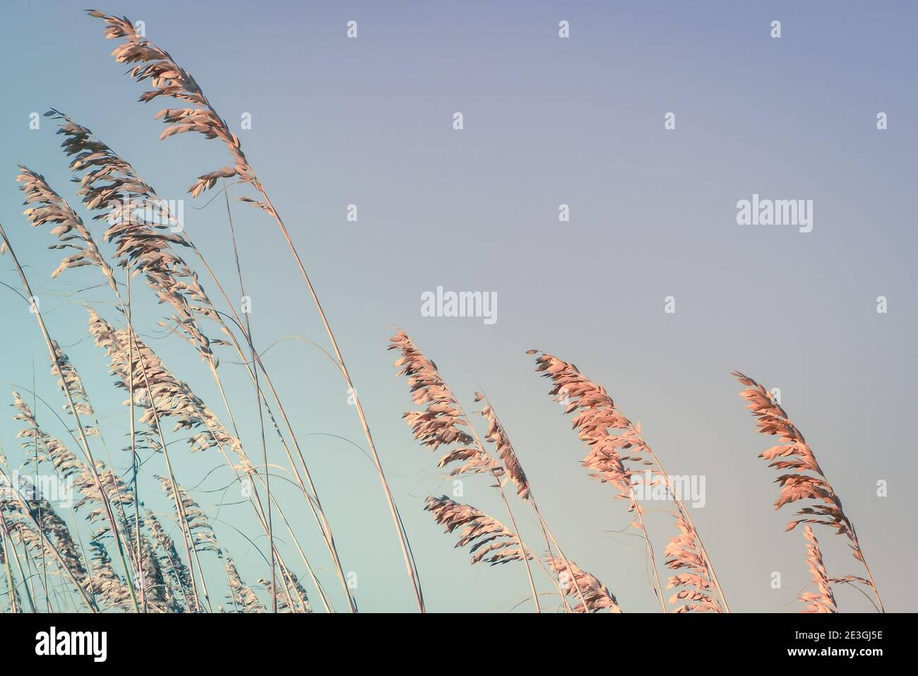 A close up of sea grass tips blowing in the wind with copy space in sky on Fernandina Beach on Amelia Island, FL, USA Stock Photo