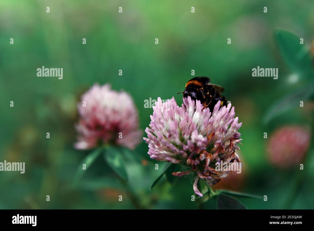 Shaggy bumblebee collects nectar from pink clover flower. Selective focus Stock Photo
