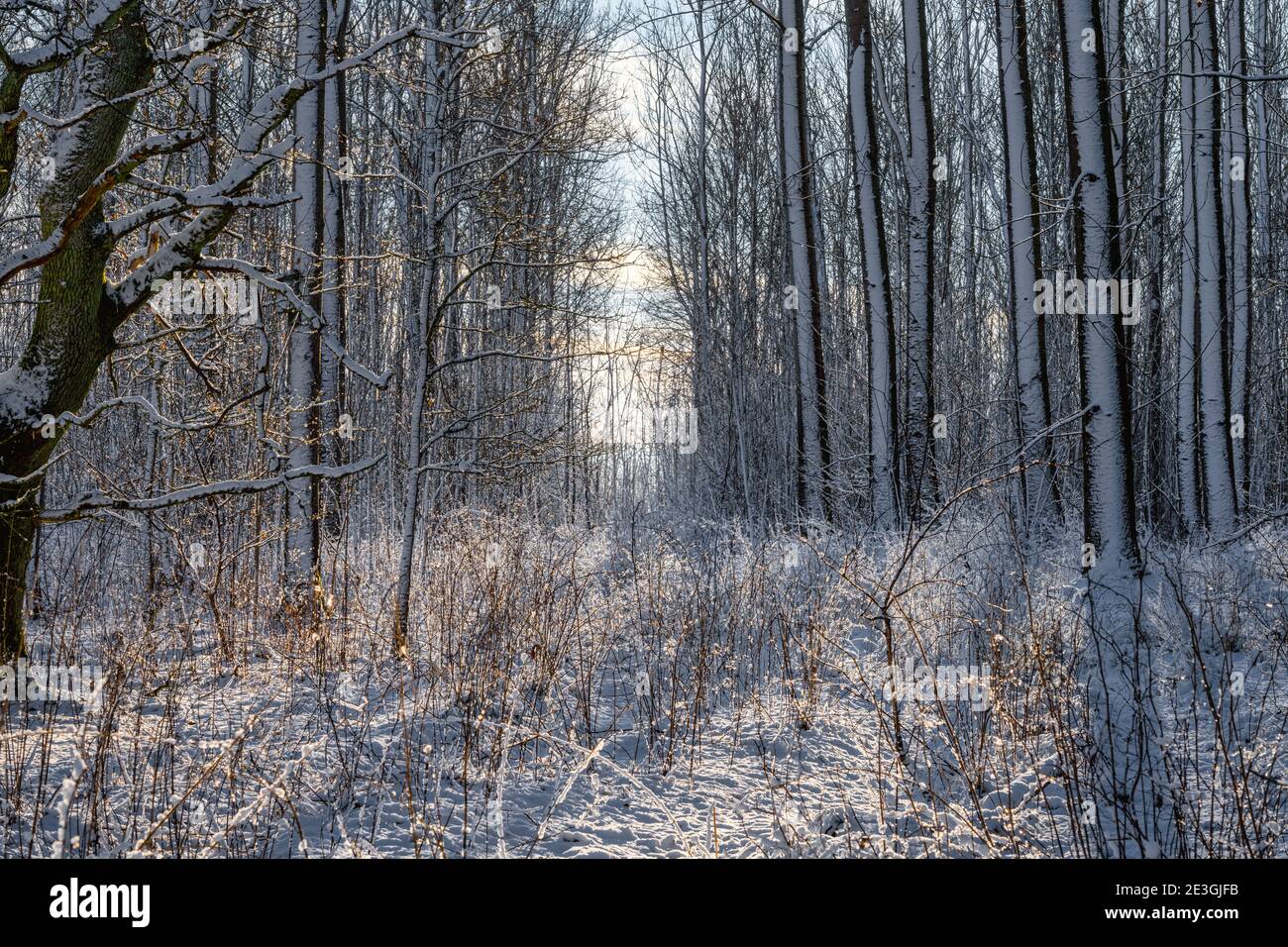 A backlit photo of a forest glade covered in snow a crispy cold winter day. Picture from Eslov, southern Sweden Stock Photo