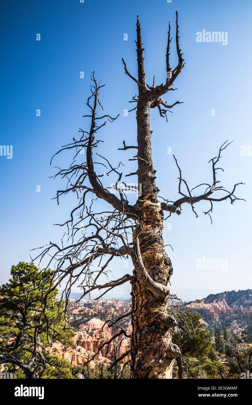 An old dead and twisted tree along the Fairyland Loop Trail, Bryce Canyon National Park, Utah, USA. Stock Photo