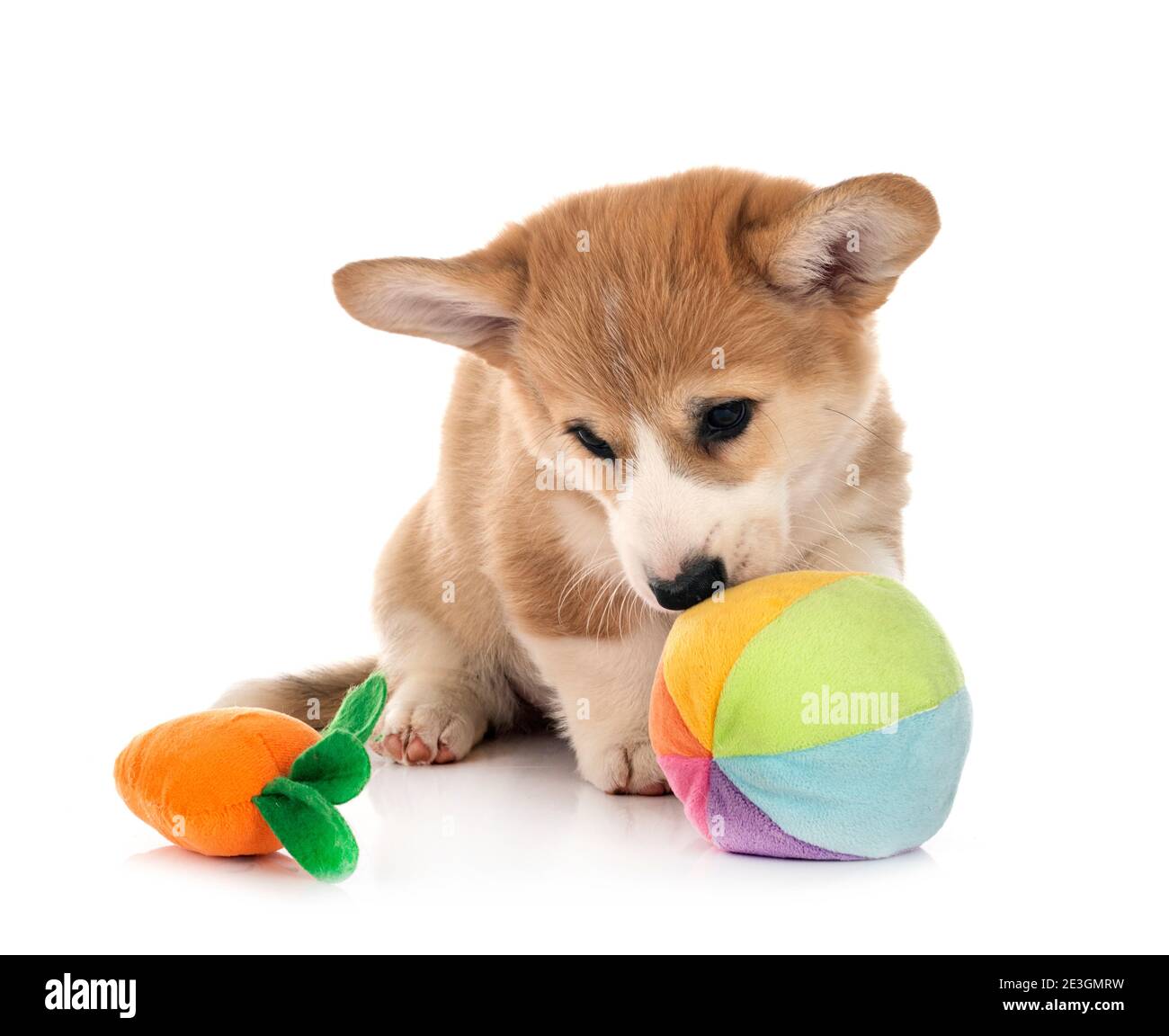 young Pembroke Welsh Corgi in front of white background Stock Photo