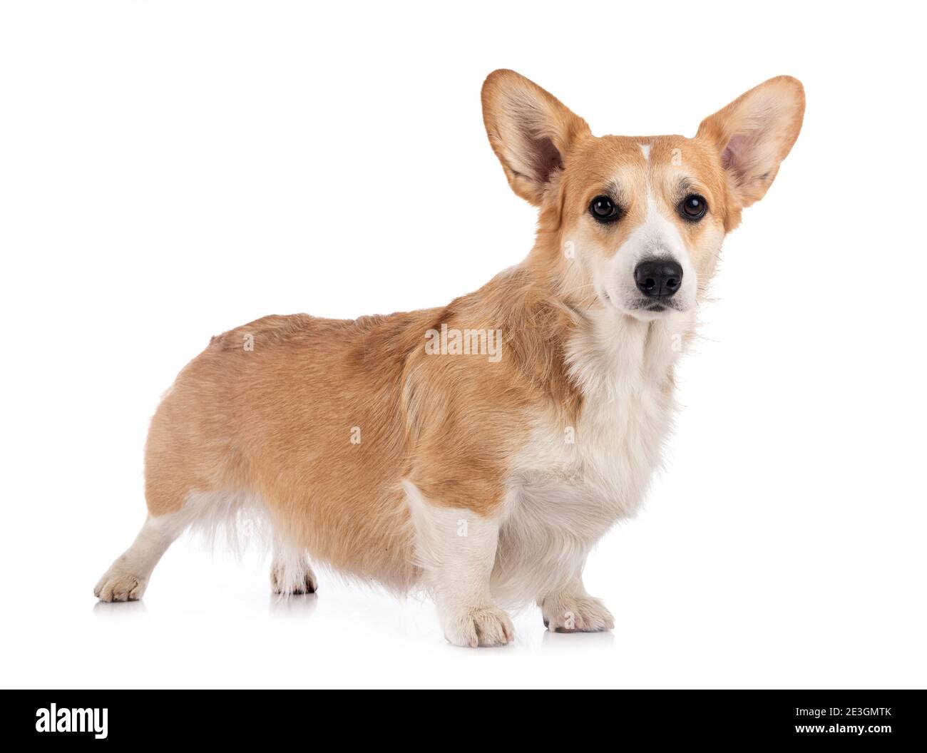 young Pembroke Welsh Corgi in front of white background Stock Photo - Alamy
