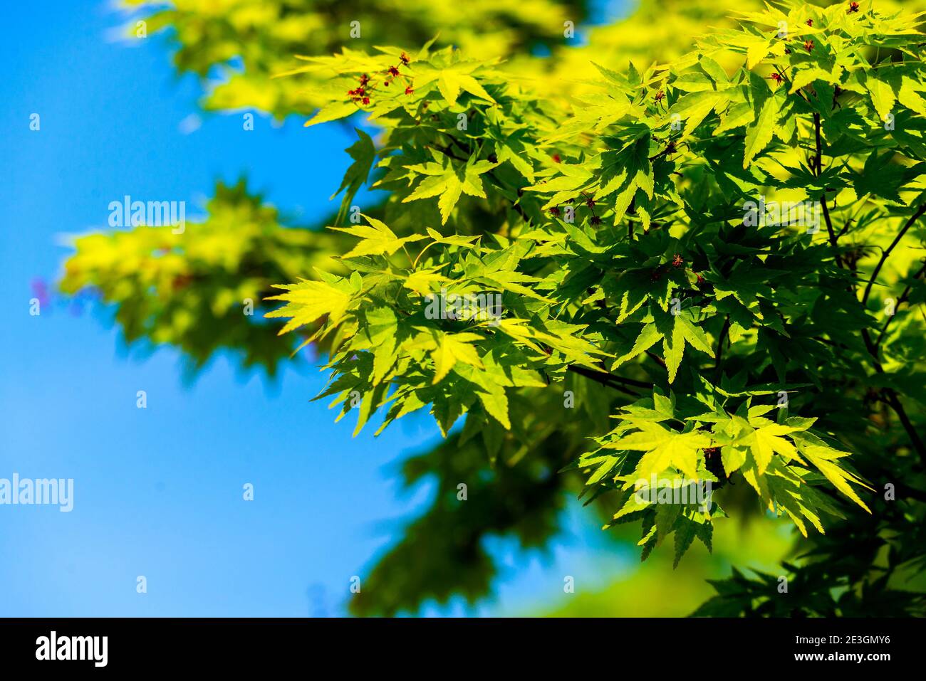 Acer palmatum or Palm-shaped maple budding in the spring. Leaves of tree on sunlight. Stock Photo