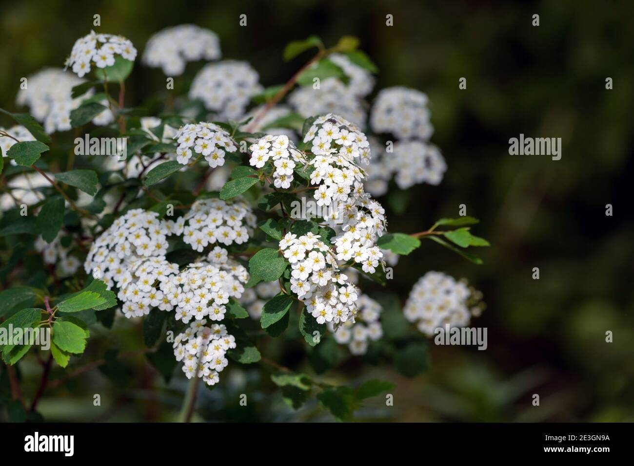 Spirea Wangutta. Beautiful flower background of nature. Delicate white flowers. Spiraea vanhouttei. Stock Photo