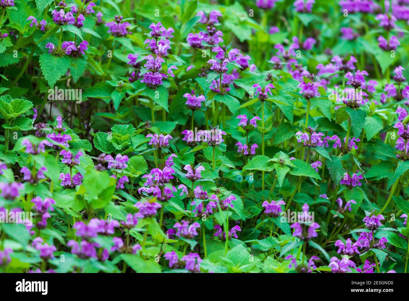 Purple flowers of Lamium Maculatum creeping groundcover plant. Stock Photo