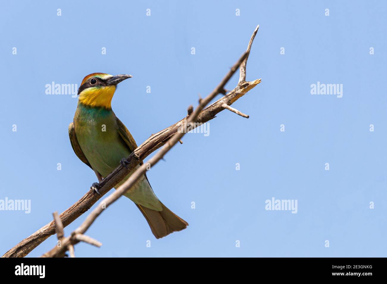 European bee eater, Merops apiaster. Common bee-eater bird on branch. Stock Photo
