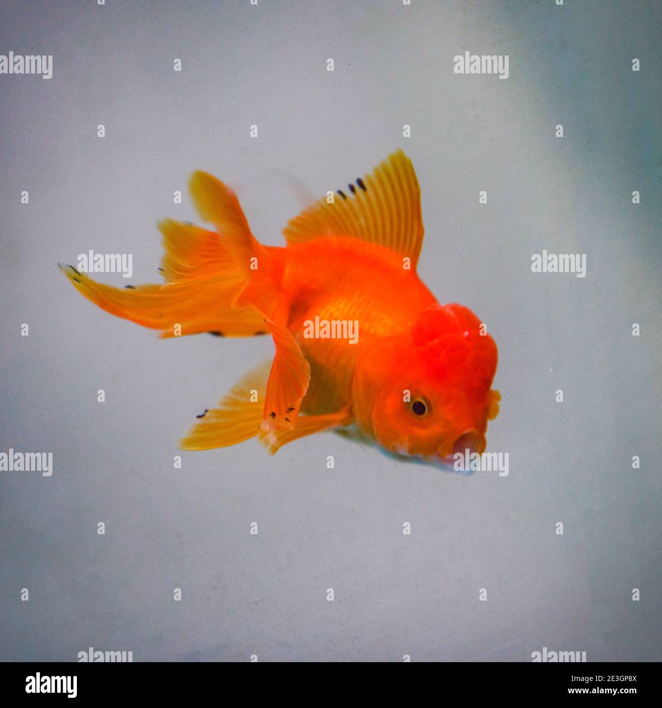 White goldfish hi-res stock photography and images - Page 29 - Alamy