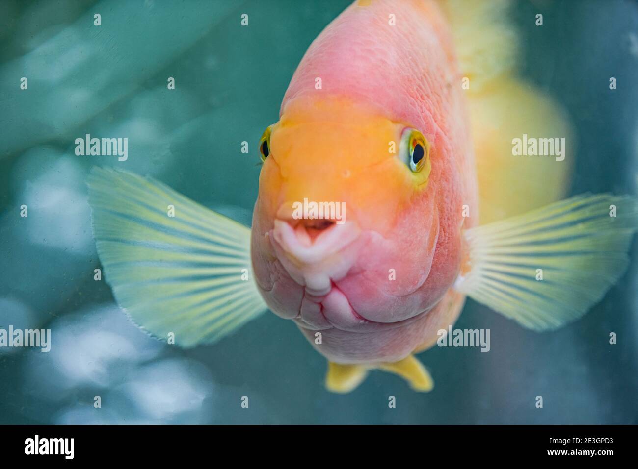 Blood Parrot Cichlid High Resolution Stock Photography And Images Alamy