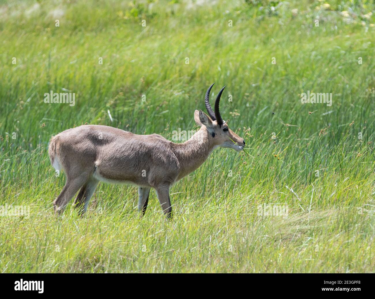 a-male-common-reedbuck-in-wetlands-in-southern-africa-stock-photo-alamy