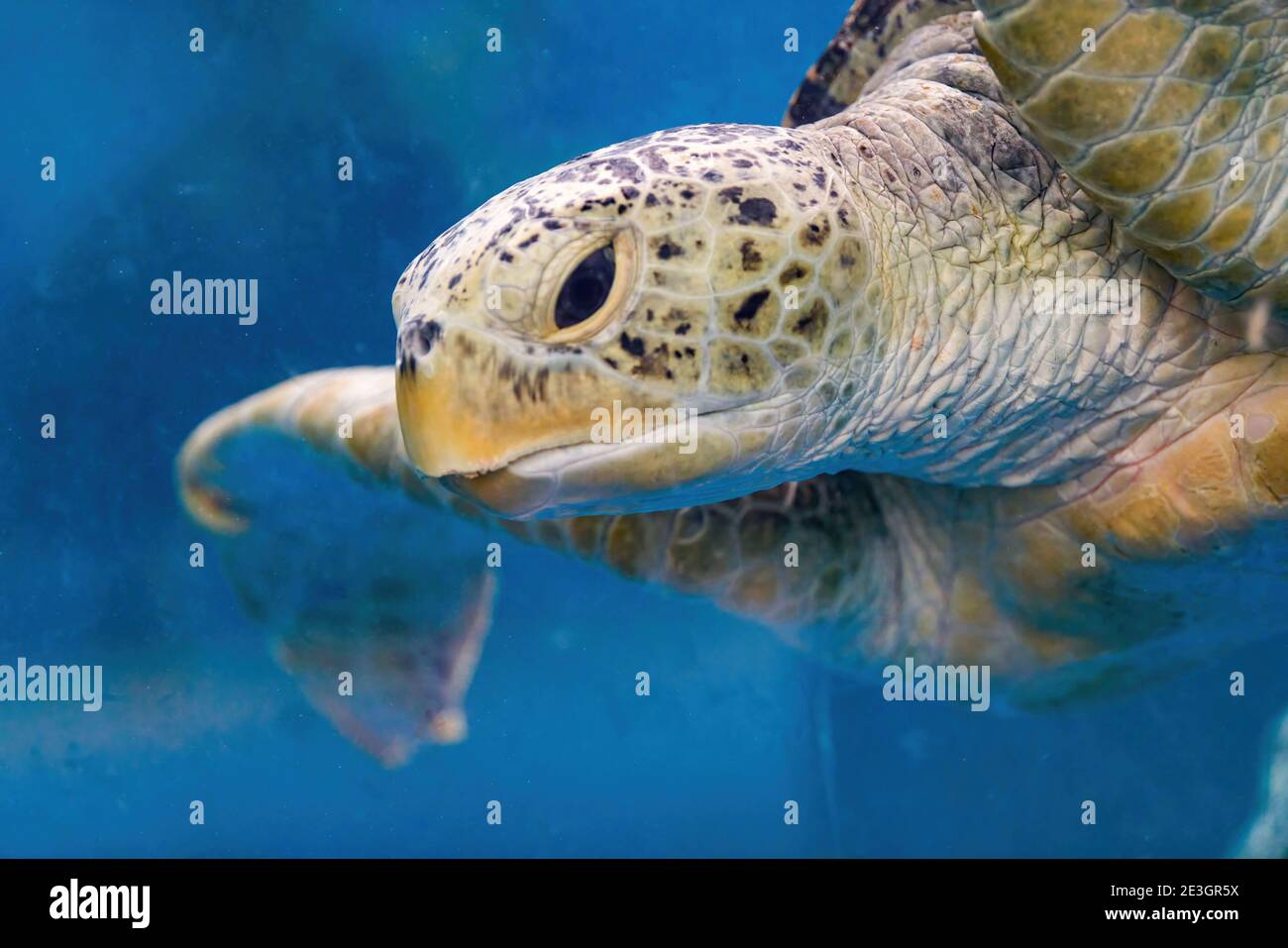 Close-up of a giant sea turtle, marine life Stock Photo