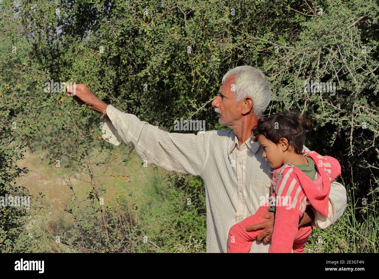 Indian grandfather and grandson enjoying wild fruits in winter, india Stock Photo