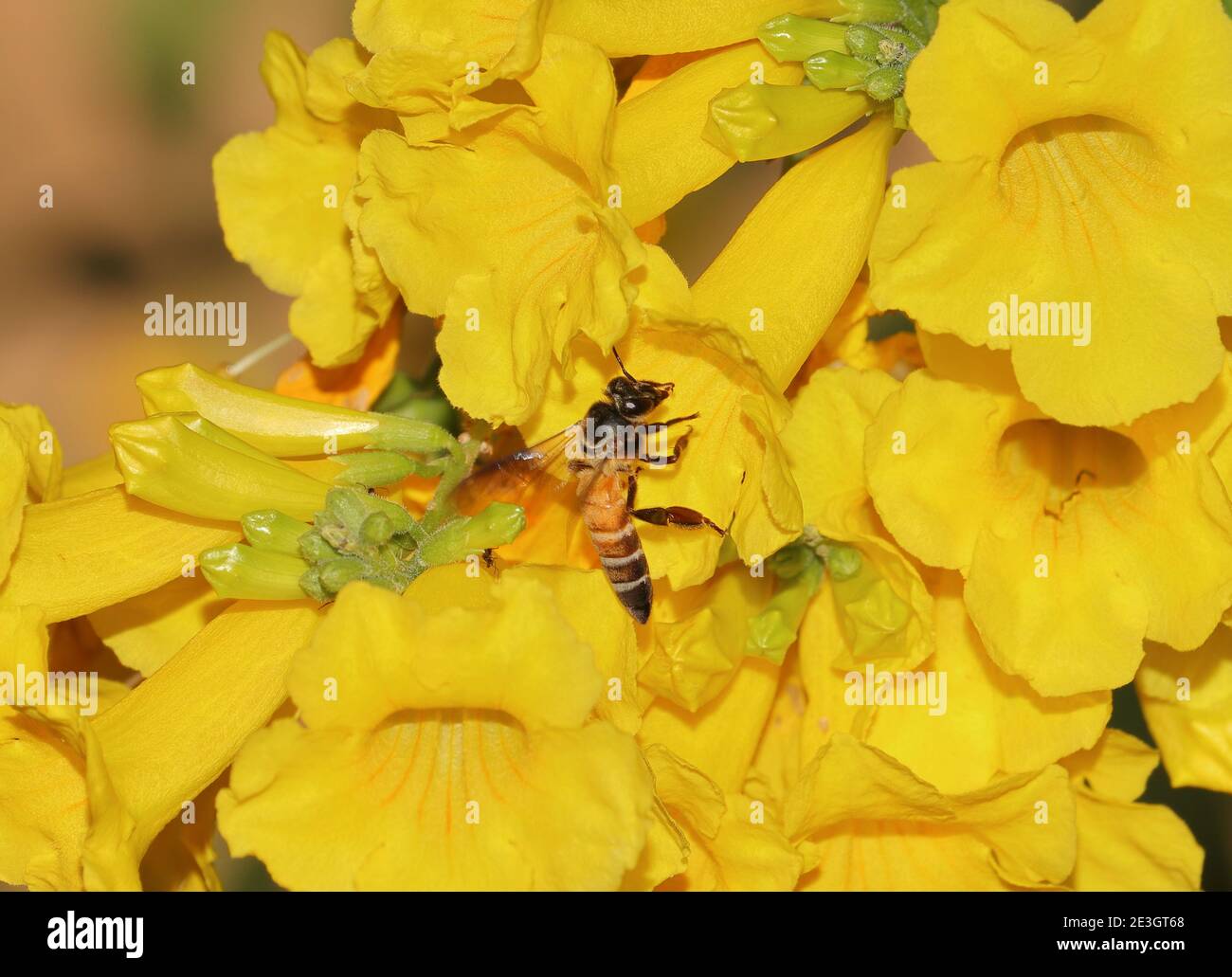 A bee collecting honey from yellow flowers, honey bees Stock Photo Alamy