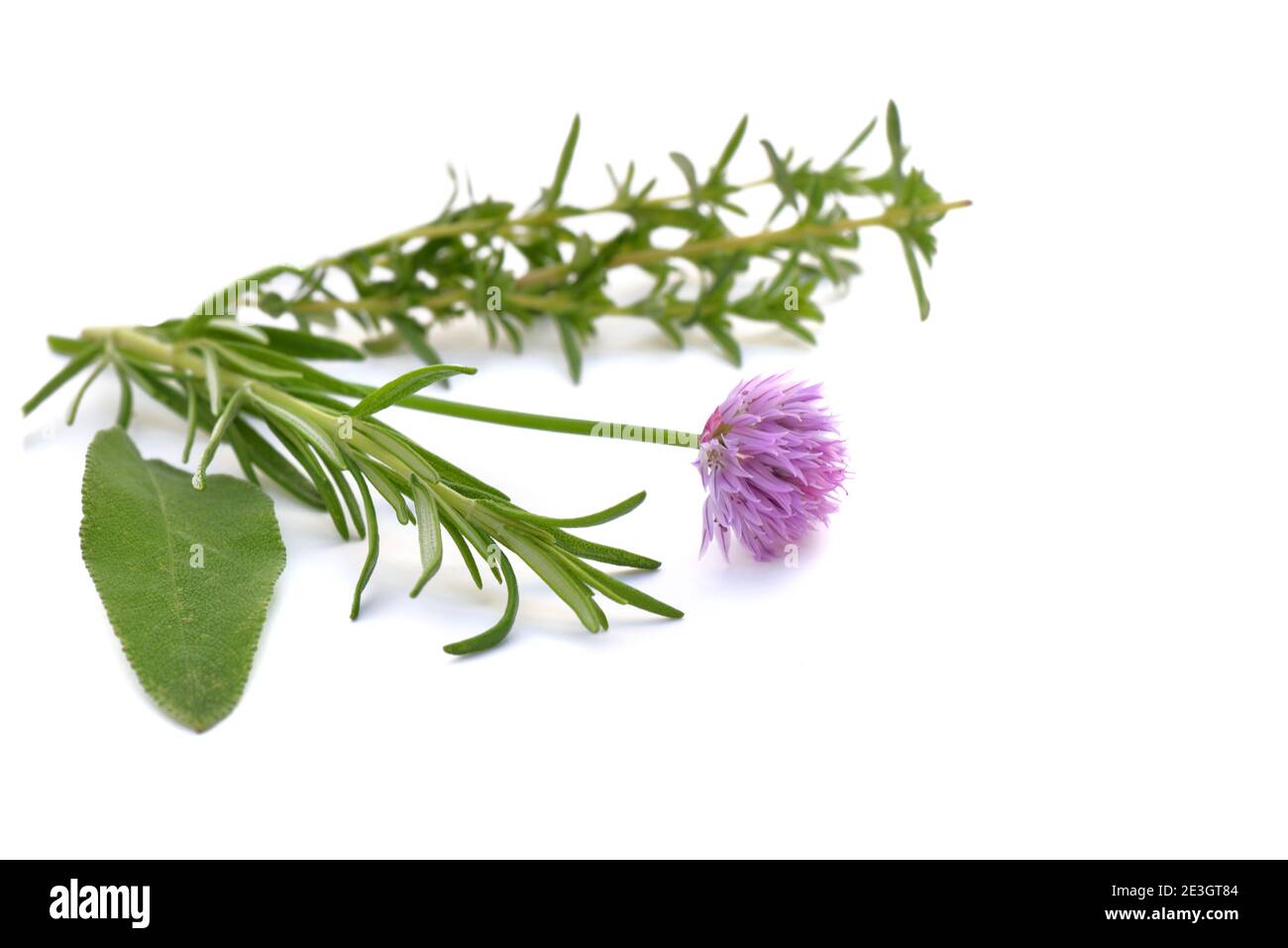 various fresh aromatic herbs on white background Stock Photo