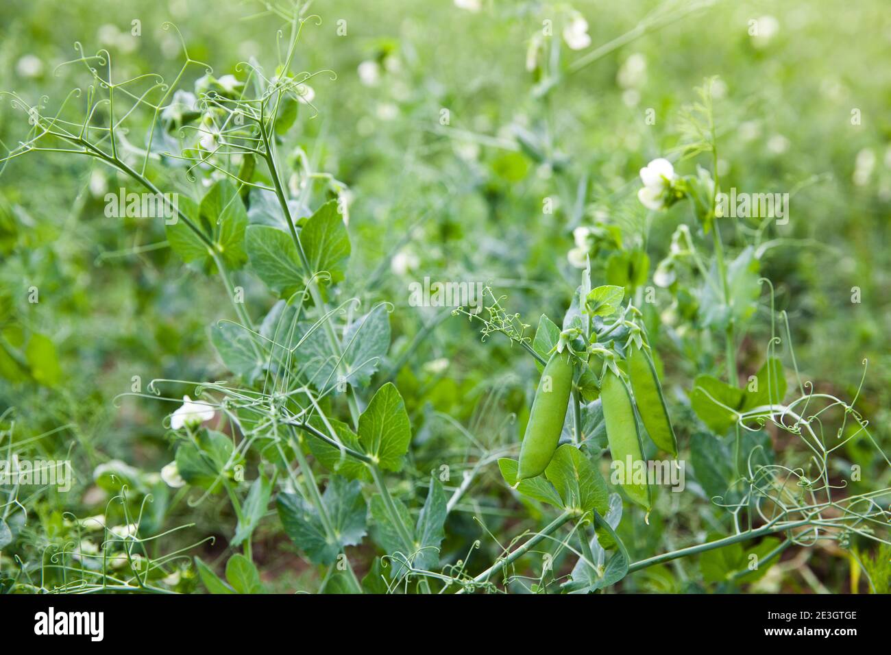 Green pea pods on a branch. Crop of peas. Summer landscape. Stock Photo